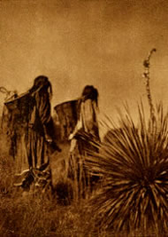 Wielding carrying baskets, Apache women trek across a hillside to the agave field--historical photo.